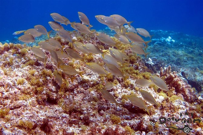 Discover Scuba Diving in Lanzarote (Costa Teguise) - Equipment, Insurance, and What You Need to Bring