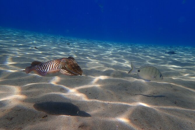 Discover Scuba Diving in Lanzarote (Costa Teguise) - Price and Logistics: Is $96.75 Good Value?