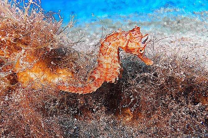 Discover Scuba Diving in Lanzarote (Costa Teguise) - Who Should Book This First Underwater Session (And Who Should Skip It)