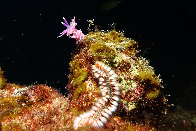 Discover the underwater world of Lanzarote - What you might see under the water, plus the included photo moment
