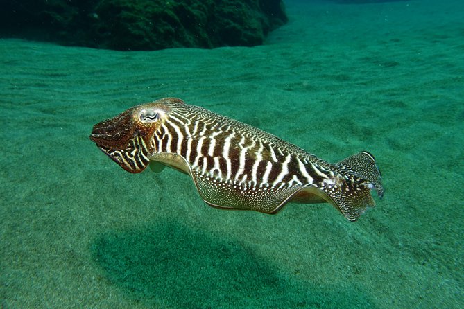Discover the underwater world of Lanzarote - Should you book this Aquanautic Club Lanzarote session?