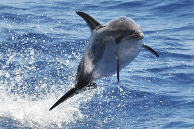 Dolphin and Whale Cruise in Puerto Rico, Gran Canaria - Key Things I’d Plan For On This Dolphin And Whale Cruise