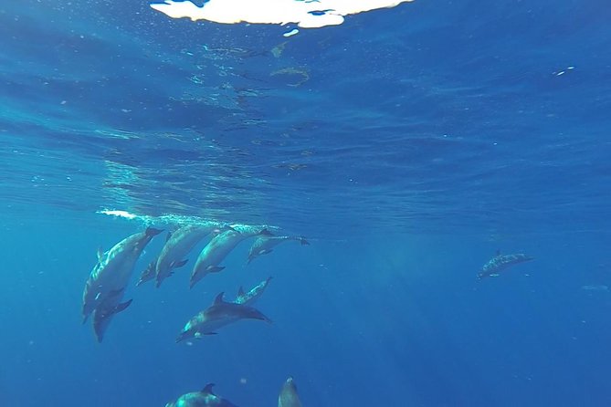 Dolphin and Whale Cruise in Puerto Rico, Gran Canaria - Where This Cruise Goes, And Why Gran Canaria Is So Good For Marine Life