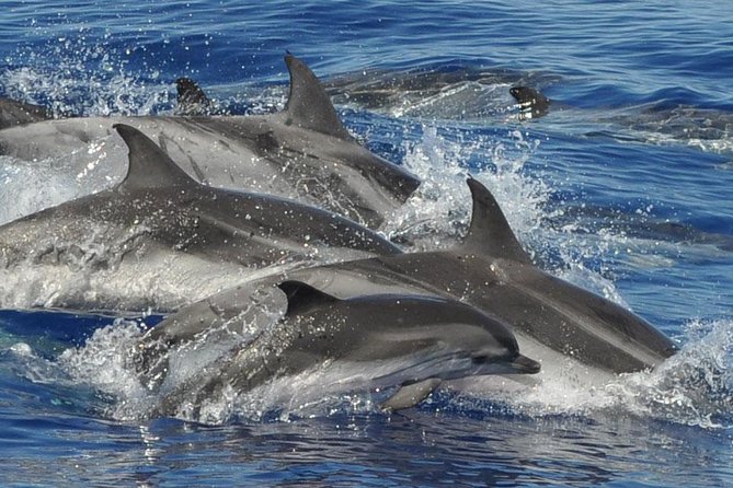 Dolphin and Whale Cruise in Puerto Rico, Gran Canaria - Meeting Point And Pickup: Making Sure You Don’t Lose Your Departure
