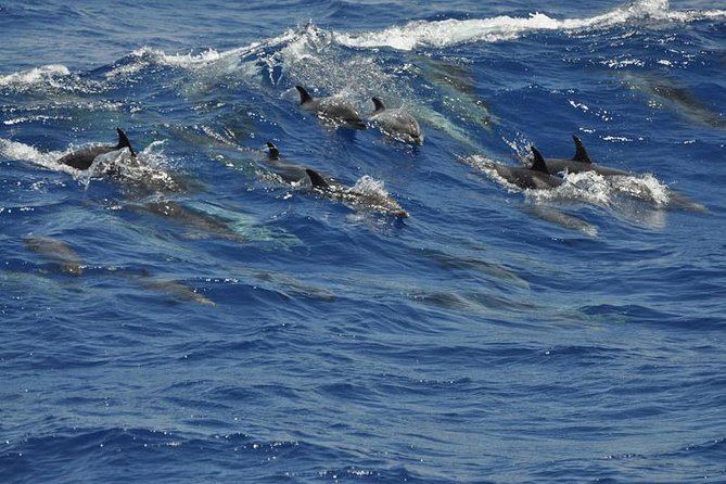 Dolphin and Whale Cruise in Puerto Rico, Gran Canaria - The Actual Timing: Two Departures, One Focused 2.5-Hour Window