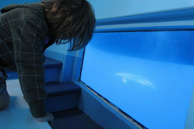 Dolphin and Whale Cruise in Puerto Rico, Gran Canaria - What Happens When You Spot Dolphins Or Whales