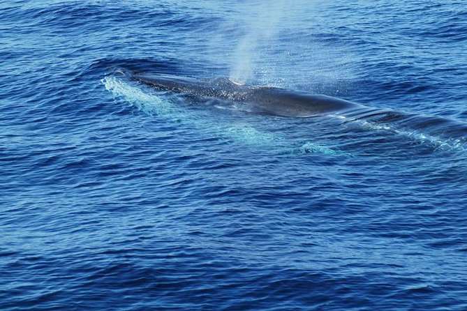 Dolphin and Whale Cruise in Puerto Rico, Gran Canaria - The Underwater Part: Snorkel Gear, Glass Bottom, And What You Might See