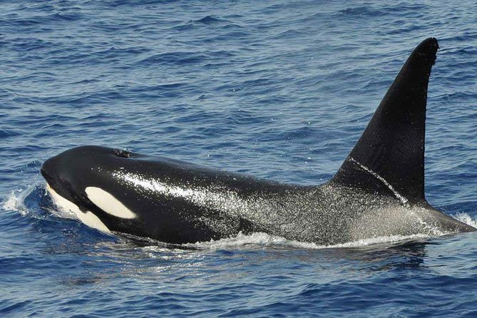 Dolphin and Whale Cruise in Puerto Rico, Gran Canaria - Sea Conditions: Why Comfort Varies So Much On This Atlantic Route