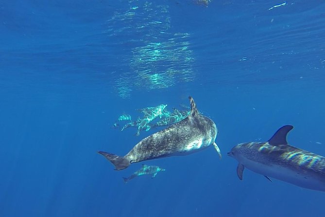 Dolphin and Whale Cruise in Puerto Rico, Gran Canaria - Boat Time On Spirit of the Sea: Glass Bottom, Onboard Info, And Real Marine Focus