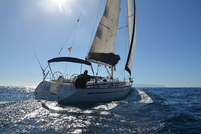 Dolphin and Whale Sailing Tour in Los Gigantes - Key Highlights to Know Before You Go