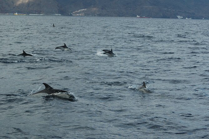 Dolphin and Whale Sailing Tour in Los Gigantes - Los Gigantes, Viewed the Way It Was Meant to Be Seen