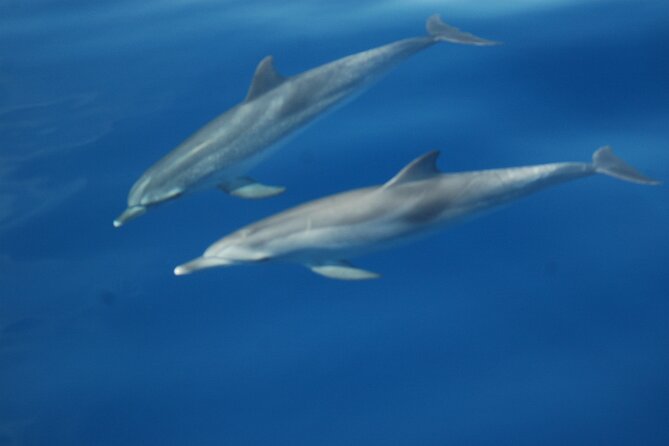 Dolphin and Whale Sailing Tour in Los Gigantes - The 3-Hour Flow: Cliffs First, Then Quiet Water Time