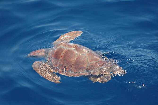 Dolphin and Whale Sailing Tour in Los Gigantes - Snacks, Drinks, and a Light Canarian Break