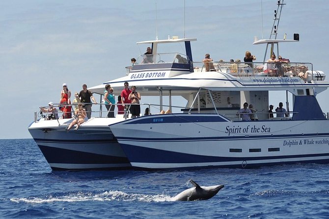 Dolphin and Whales watching cruise from Puerto Rico de Gran Canaria - Key Things To Know Before You Go