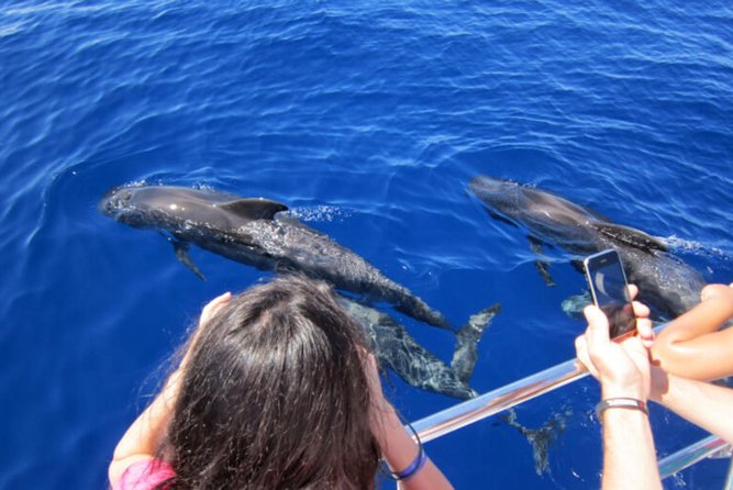 Dolphin and Whales watching cruise from Puerto Rico de Gran Canaria - Dolphin and Whale Watching From Puerto Rico, Gran Canaria