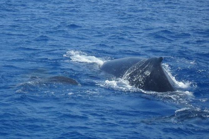 Dolphin and Whales watching cruise from Puerto Rico de Gran Canaria - Dolphin and Whale Odds in the Canary Islands Waters