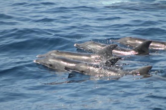 Dolphin and Whales watching cruise from Puerto Rico de Gran Canaria - Price and Value, What $50.46 Gets You