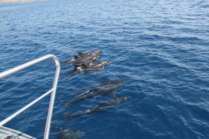 Dolphin and Whales watching cruise from Puerto Rico de Gran Canaria - Pickup, Meeting Point, and Staying Sane Before Boarding
