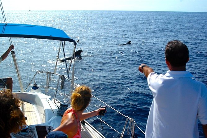 Dolphin and Whales watching cruise from Puerto Rico de Gran Canaria - Seasickness, Windy Days, and How to Give Yourself a Better Shot