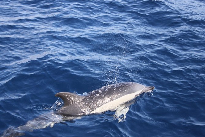 Dolphin Mini Cruise at Playa del Carmen - On-board marine life commentary that actually changes what you see