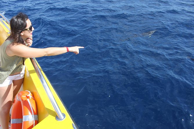 Dolphin Mini Cruise at Playa del Carmen - Weather, sea conditions, and why they can change everything