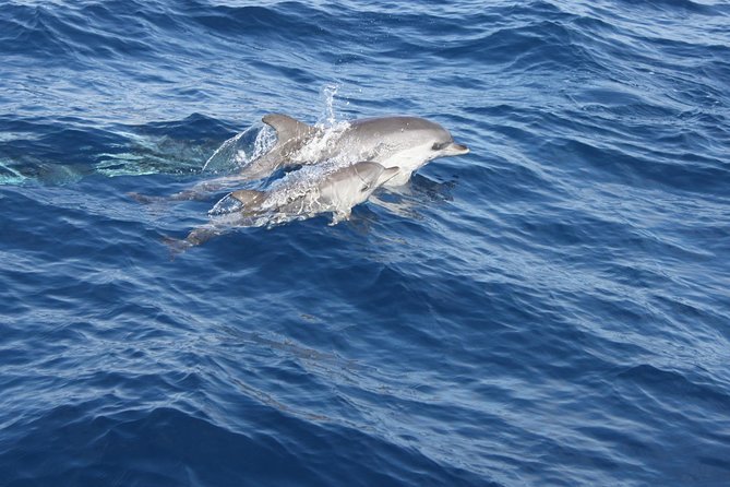 Dolphin Mini Cruise at Playa del Carmen - Logistics that matter: meeting point, timing, and what to bring