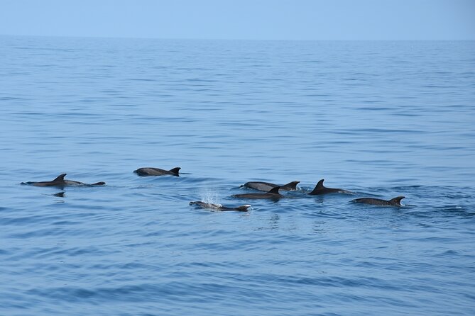 Dolphin Sightseeing Boat Tour from Benalmadena - Why This Dolphin Cruise Works From Benalmádena