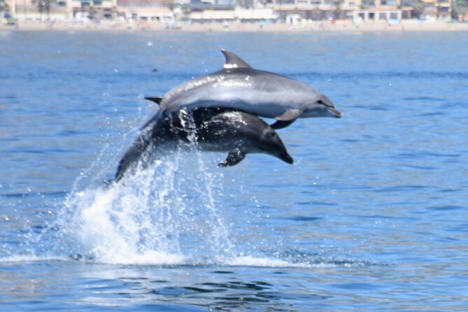 Dolphin Sightseeing Boat Tour from Benalmadena - Your Dolphin Hunt Route: Fuengirola, Open Sea, or Málaga