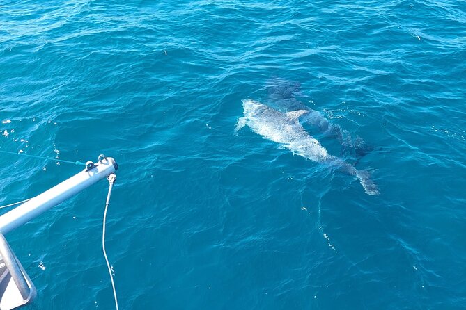 Dolphin trips on a catamaran - Price and value: is $42.33 a smart use of time?