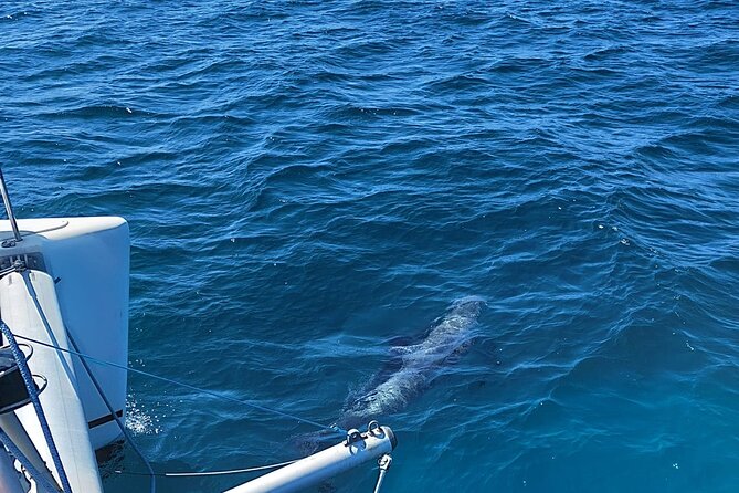 Dolphin trips on a catamaran - Who should book this dolphin catamaran trip in Estepona