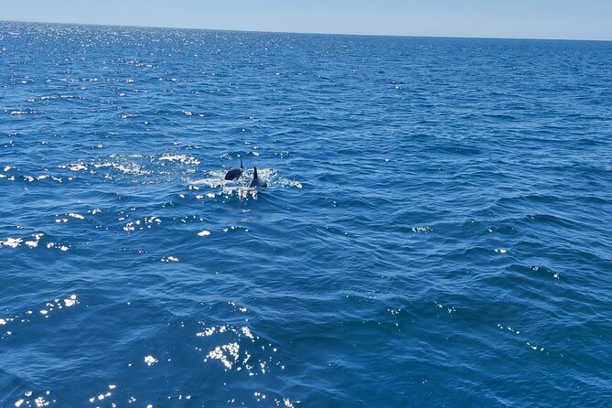 Dolphin trips on a catamaran - Los Delfines waters, where you’re chasing a moment