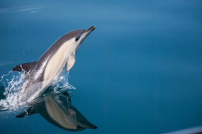 Dolphin Watching Adventure in Estepona Bay - Key things I’d bet on for a great dolphin-watching afternoon