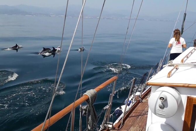 Dolphin Watching Adventure in Estepona Bay - Timing and getting to the port without a headache