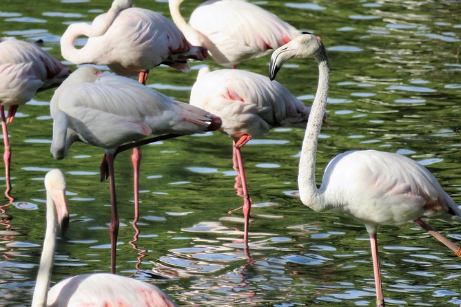 Donana National Park and El Rocío: Guided Tour from Seville - Key highlights and what they mean for your day