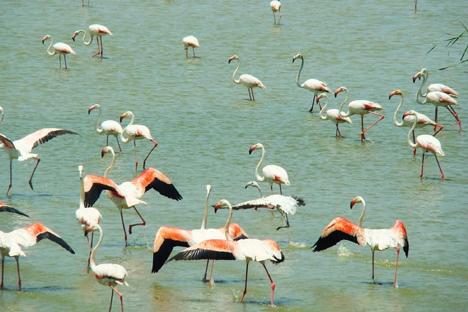 Donana National Park: Guided Day Tour from Seville - Key Highlights If You Care About Nature and Birds