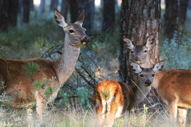 Donana National Park: Guided Day Tour from Seville - Why Doñana Works as a Seville Day Trip