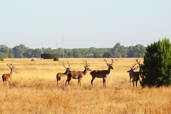 Donana National Park: Guided Day Tour from Seville - Matalascanas (Donana Beach): A Quick Hit of Coast Air