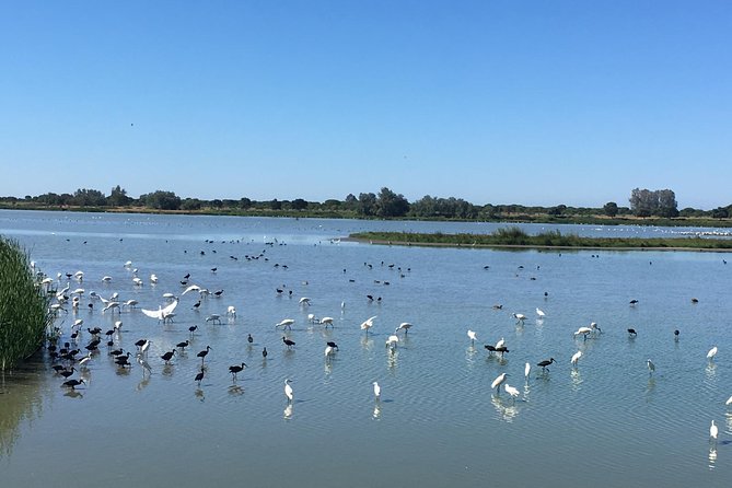 Donana National Park: Guided Day Tour from Seville - On the Return to Seville: How the Day Wraps Up
