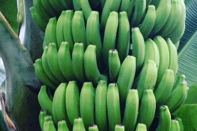 Eco banana farm Tour - Tastings at the End: Fresh Banana Snack and Banana Liqueur
