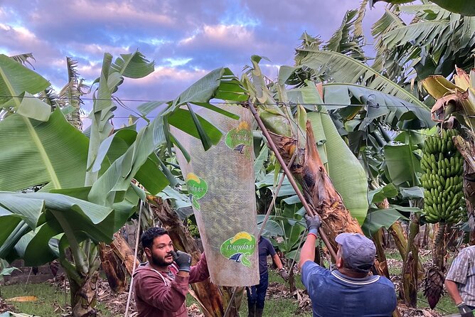 Eco banana farm Tour - Who Should Book This Tour (and Who Might Skip It)
