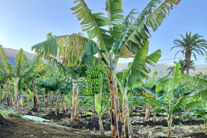 Eco banana farm Tour - Banana 101, Tenerife Edition: The Life Cycle Lessons