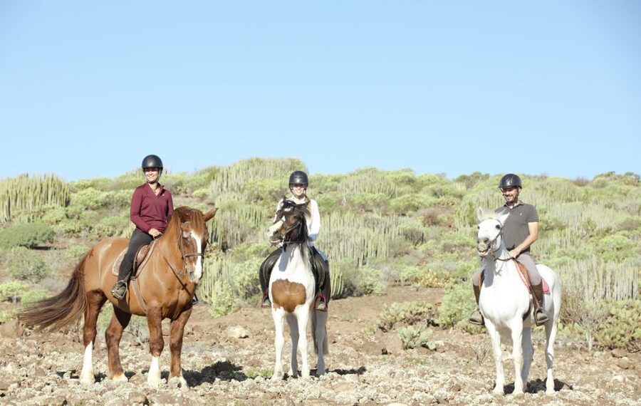 El Salobre: Horse Riding Adventure with Transfer Options - Riding Ability, Pacing, and Why Everyone Ends Smiling