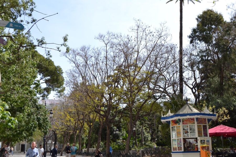 English Cádiz Tour: Walking Tour with Local Guide - Pace, Footwear, and When the Walk Feels Easy