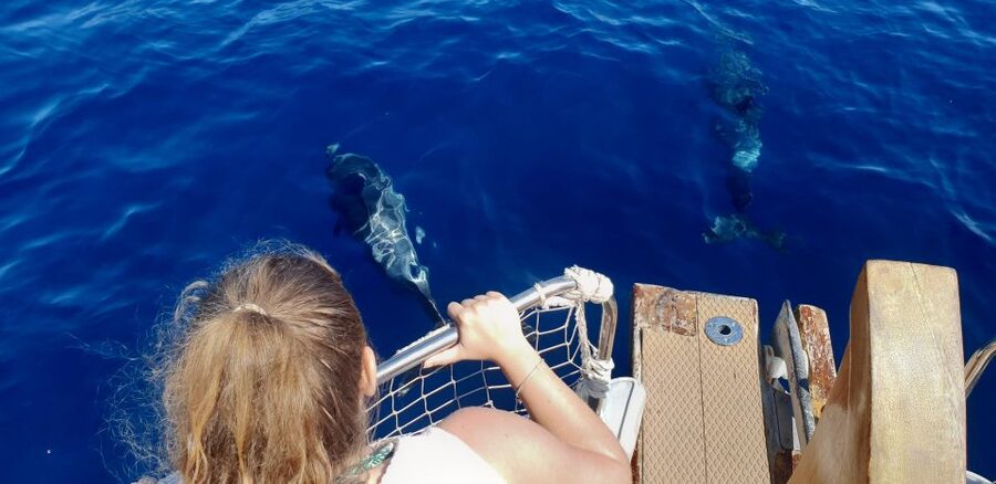 Estepona: Dolphin Search Boat Trip with Drink and Snacks - Cruising the Bay of Estepona: your dolphin search plan in 2 hours