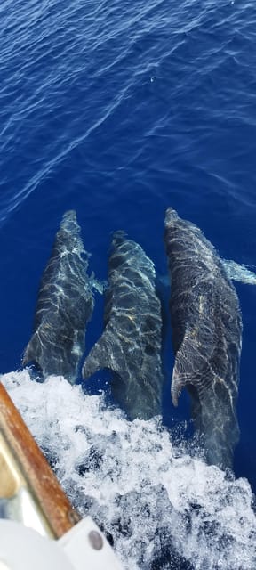 Estepona: Dolphin Search Boat Trip with Drink and Snacks - Price and value around $44 per person