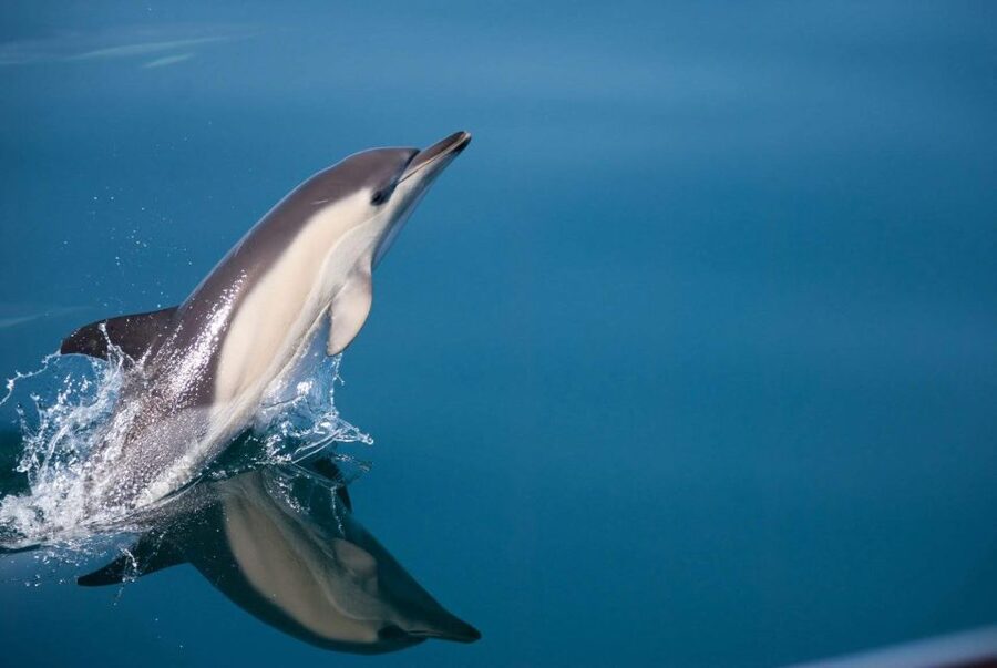 Estepona: Dolphin Watching Sailboat Cruise with Drink - Drink, Shade, and the Comfort That Makes Waiting Easier
