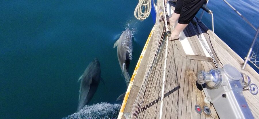 Estepona: Dolphin Watching Sailboat Cruise with Drink - Who Should Book This Cruise, and Who Might Want to Skip It