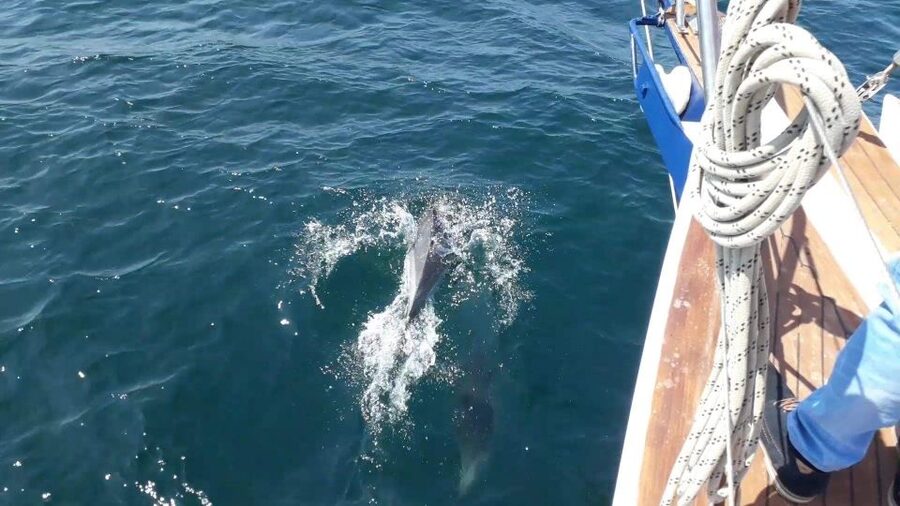 Estepona: Dolphin Watching Sailboat Cruise with Drink - Should You Book the Dolphin Watching Sailboat Cruise?