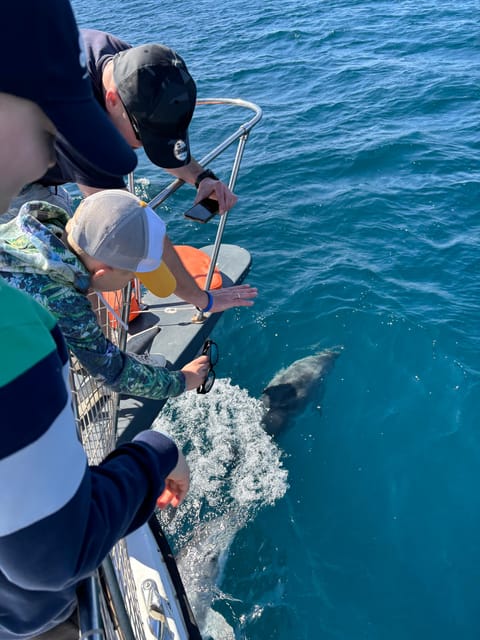 Estepona: Dolphins Searching Sea Cruise with Drink & Snacks - Dolphins, sea breeze, and a real sunset in Estepona