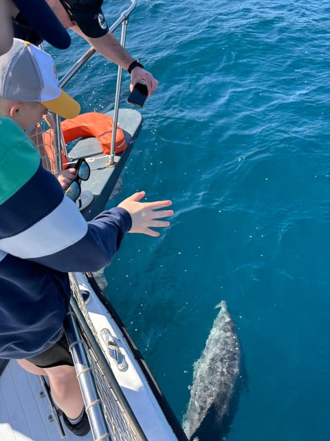 Estepona: Dolphins Searching Sea Cruise with Drink & Snacks - Languages and the crew’s dolphin know-how